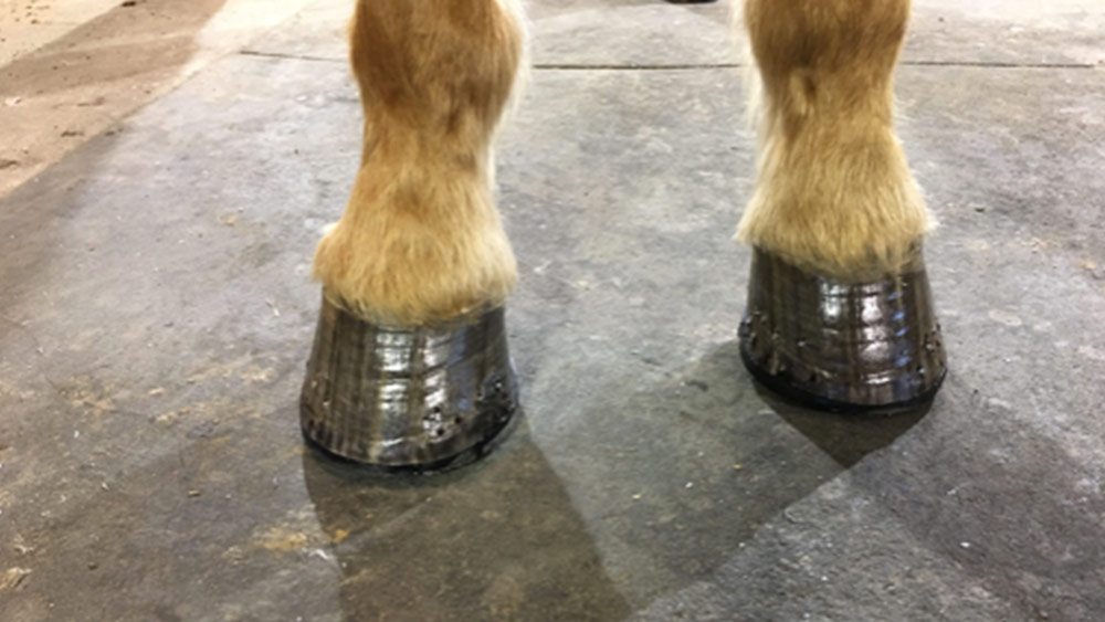 Soft ride boots hot sale for navicular horses